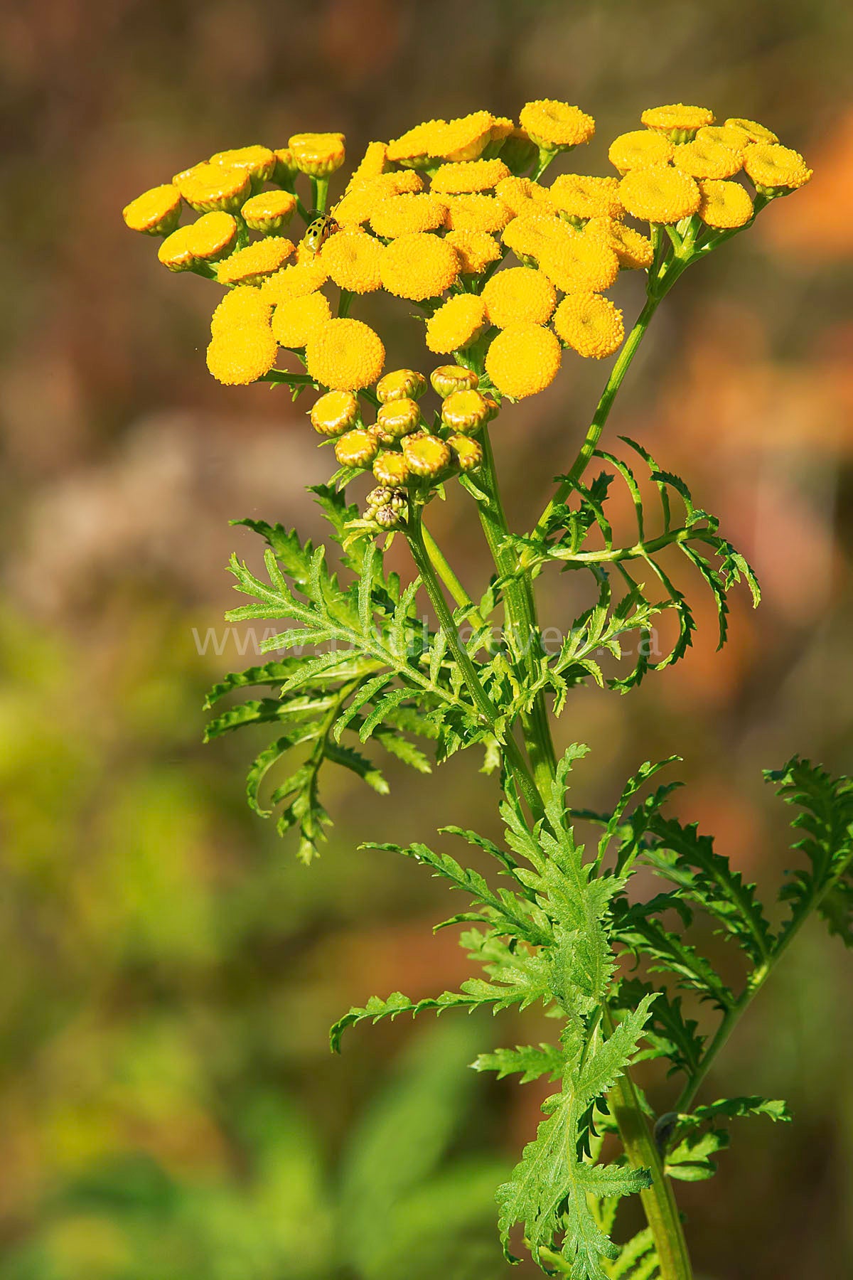 Tanacetum vulgare - Catinga de Mulata, Atanásia, Tanaceto, Erva dos Vermes, Palma Crespa