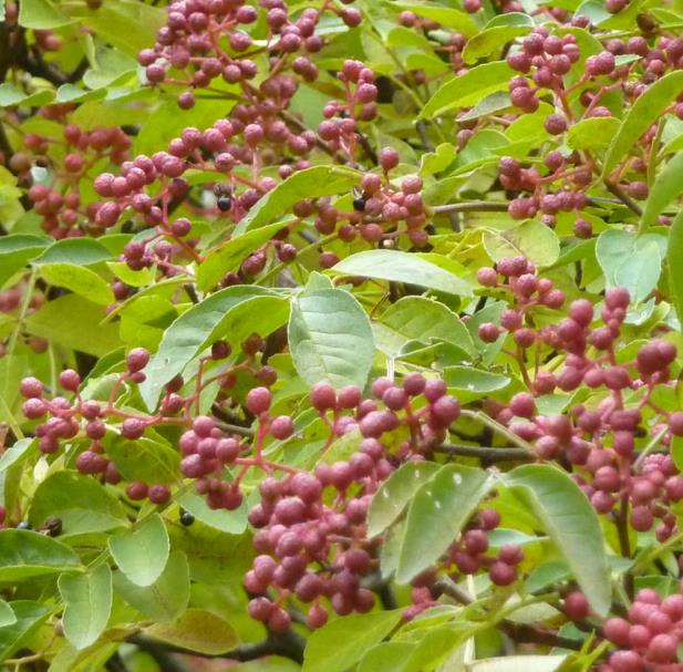 Zanthoxylum simulans - Pimenta sichuan, Pimenta szechuan, Szechwan pepper, Gujart
