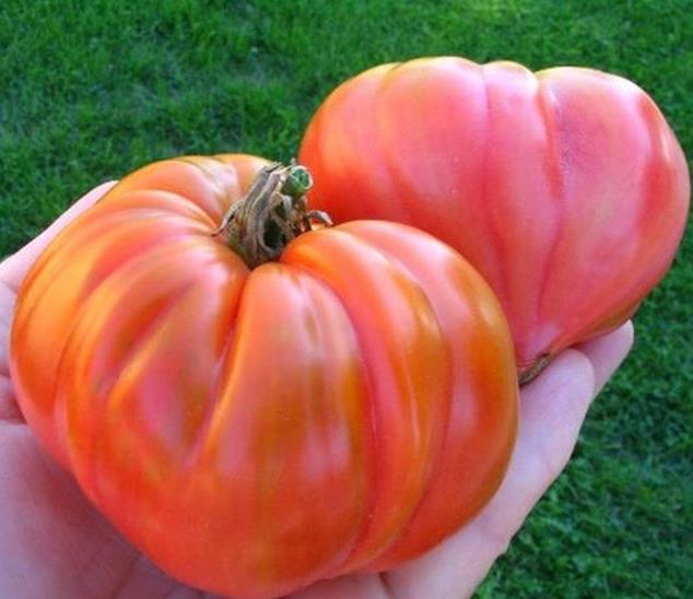 Solanum lycopersicon Oxheart Giant (C.O) - Tomate Gigante Coração-de-Boi, Tomate Coração de Boi Gigante