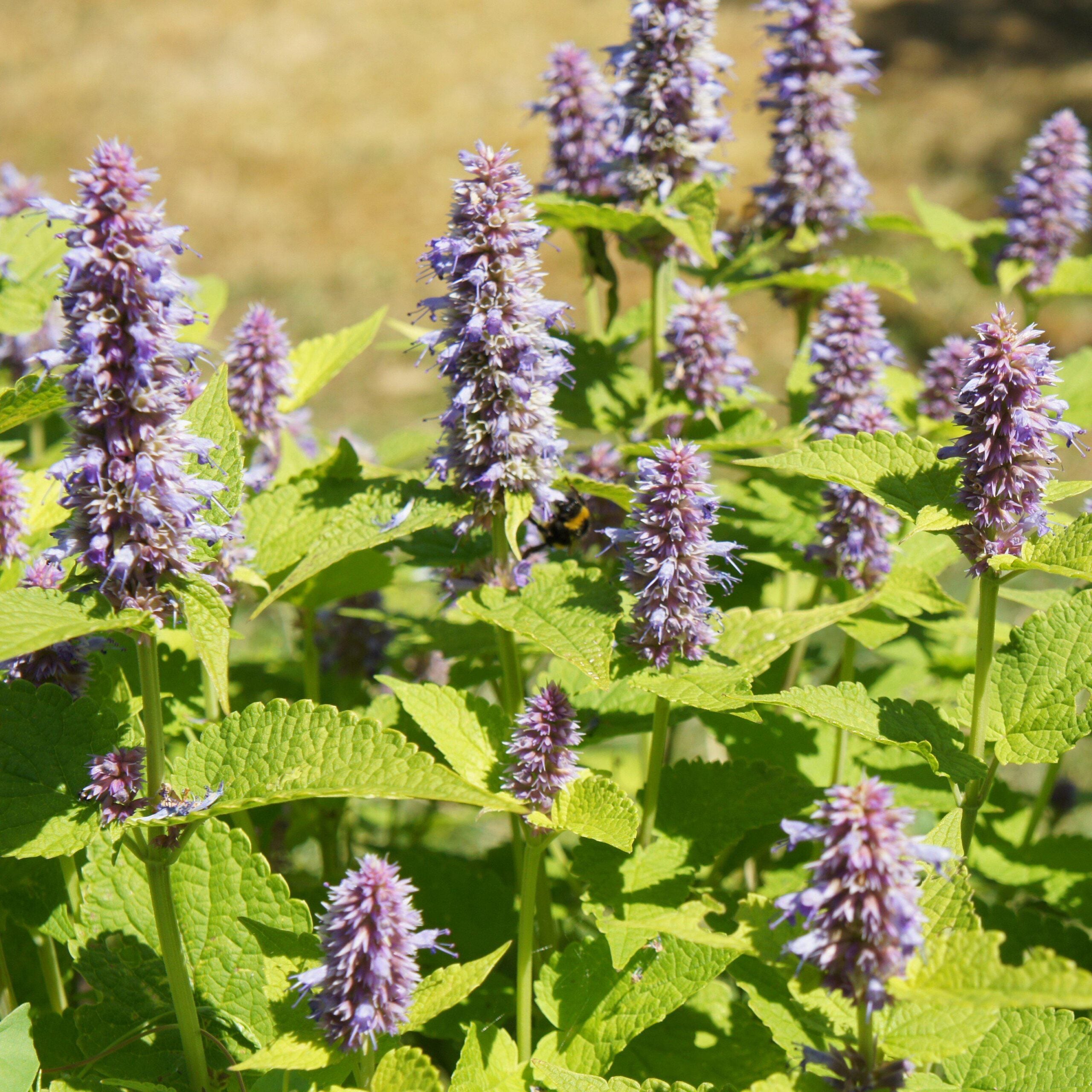 Agastache foeniculum ‘Golden Jubilee’ - Hissopo-aniz