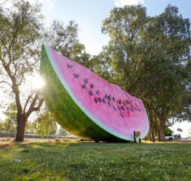 Citrullus lanatus Carolina Cross - Melancia Gigante, Melancia Guinness, Melancia Carolina Cross