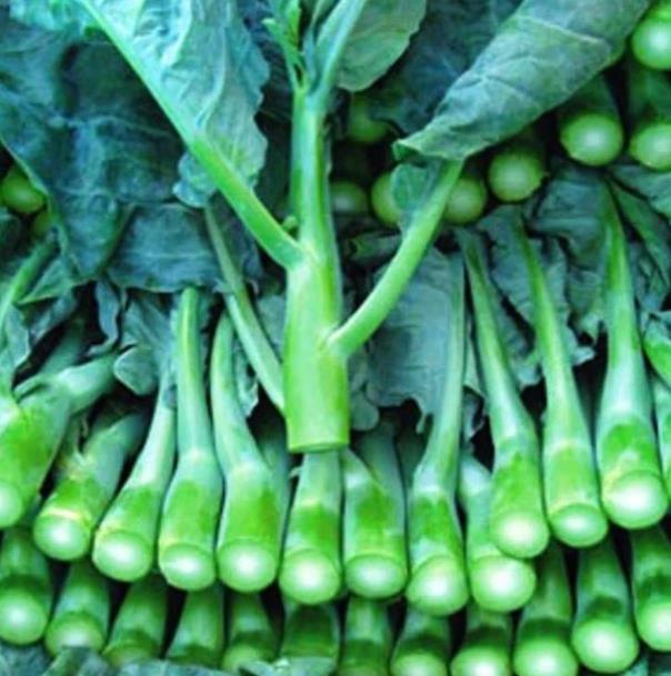 Brassica oleracea Kailaan (Gai Lan) - Couve Chinesa, Brócolis Chinês Kailaan (Gai Lan)