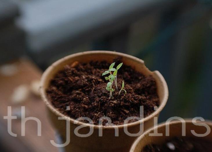 Solanum burbankii - Cereja Maravilha, Cereja do Sol, Wonderberry, Sunberry