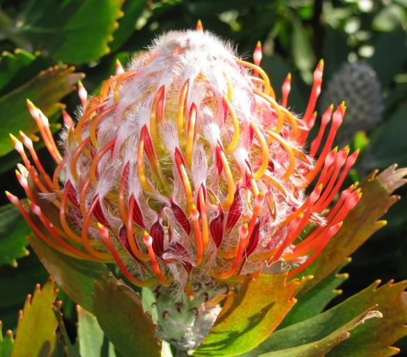 Leucospermum glabrum - Protea arbusto almofada de alfinetes de Outeniqua, Outeniqua pincushion