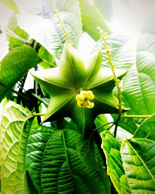 Plukenetia volubilis - Sacha Inchi, Amendoa Inca, Amendoa Lopo