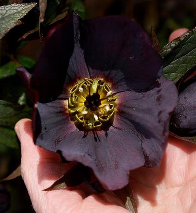 Helleborus x hybridus (Mix) - Rosa Quaresmal Mix, Flor de Cristo Mix, Rosa de Natal Mix, Heléboro Mix