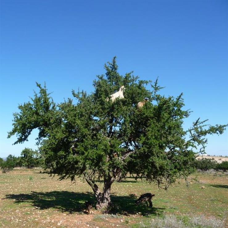 Argania spinosa - Árvore Argan, Ouro Marroquino, Árvore da Vida
