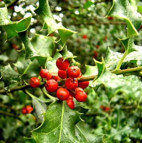 Ilex aquifolium - Azevinho, Arbusto de Natal, Azevim, Azevinheiro, Espinho-de-Cristo