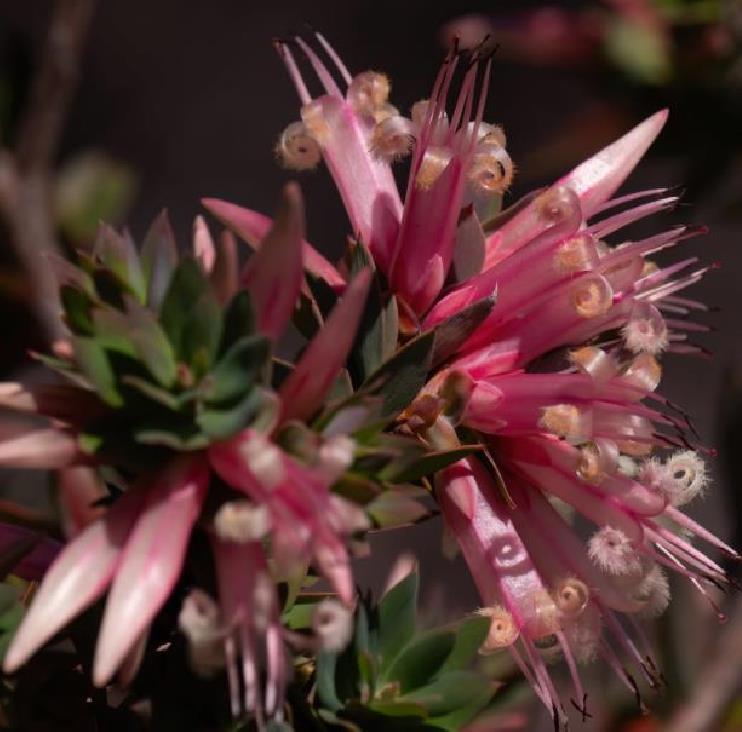 Styphelia triflora - Rosa Cinco Cantos, Five Corners Rose