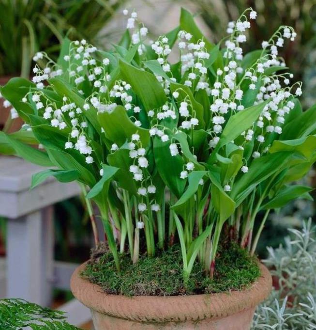 Convallaria majalis - Lirio do Vale, Muguet, Lírio de Maio, Lily of the Valley