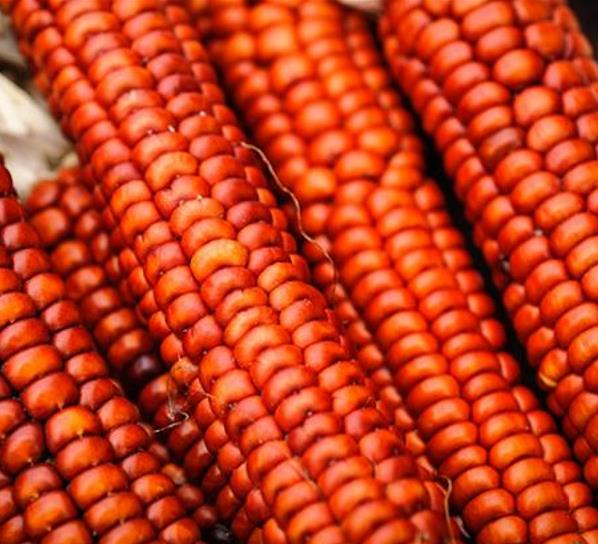 Zea mays Atomic Orange (Certificação Orgânica) - Milho Precoce Ed Schultz Atomic Orange, Milho Laranja Atômica, Milho At