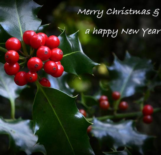 Ilex aquifolium - Azevinho, Arbusto de Natal, Azevim, Azevinheiro, Espinho-de-Cristo