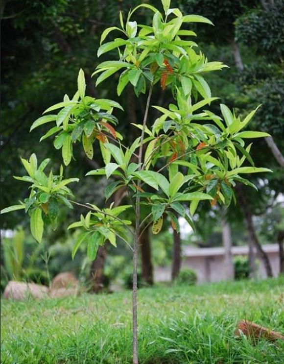 Elaeocarpus ganitrus - Azeitona Azul, Rudraksha, Contas de Mirtilo