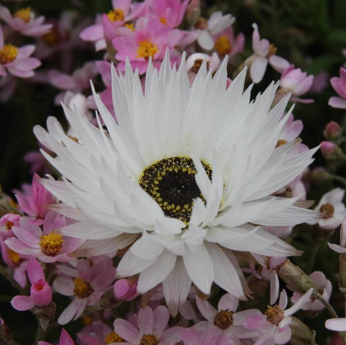 Acroclinium roseum 'Pierrot' - Rosa Eterna Pierrot, Flor Imortal Australiana, Margarida Eterna Pierrot