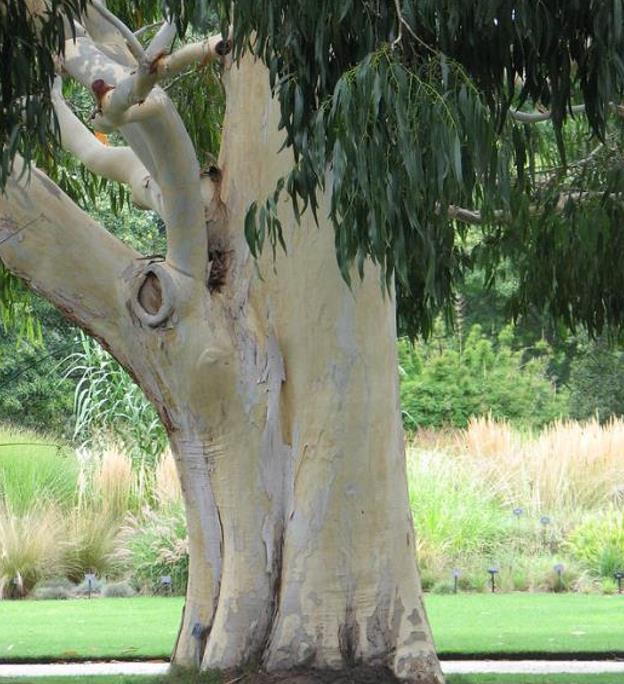 Eucalyptus dalrympleana - Eucalipto da Montanha, Goma de Montanha, Mountain Gum