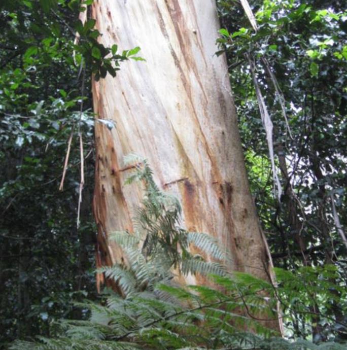 Eucalyptus Oreades - Eucalipto Blue Mountains, Eucalipto Oreades, Eucalipto Das Montanhas Azuis