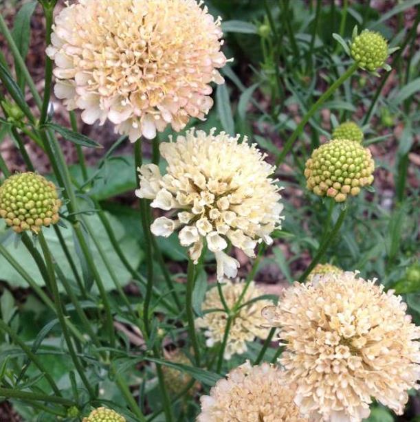 Scabiosa atropurpurea fata Morgana - Doce Escabiosa Creme de Damasco, Escabiosa dos Jardins, Flor da Saudade