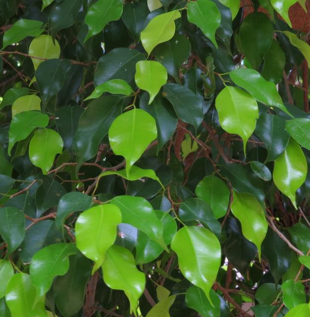 Ficus benjamina - Figueira Benjamim, Figo Chorão, Weeping Fig
