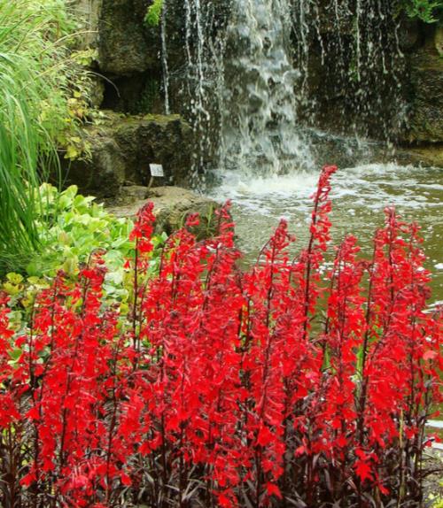 Lobelia cardinalis 'Queen Victoria' - Lobelia Rainha Victoria, Flor Cardeal 'Rainha Vitória', Lobelia Esplêndida, Lob