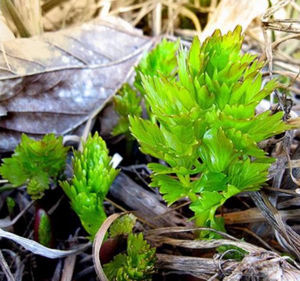 Levisticum officinale - Levistico, Liveche, Lovage, Erva Maggi, Folhas de Ligústica