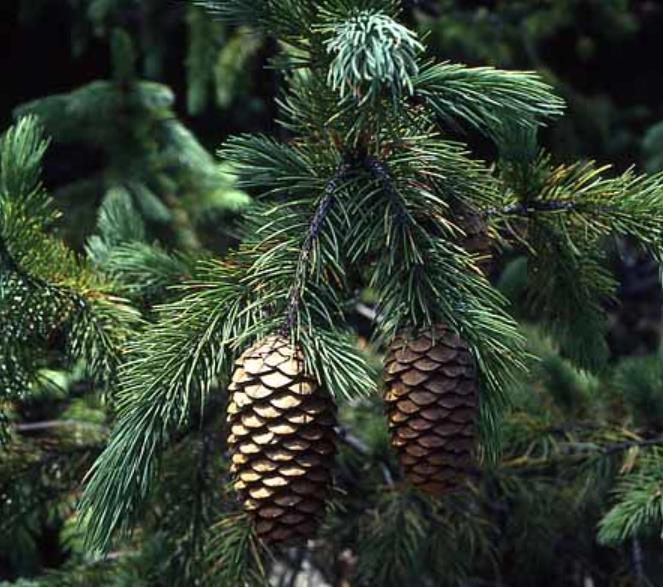 Picea smithiana - Pinheiro-picea morinda