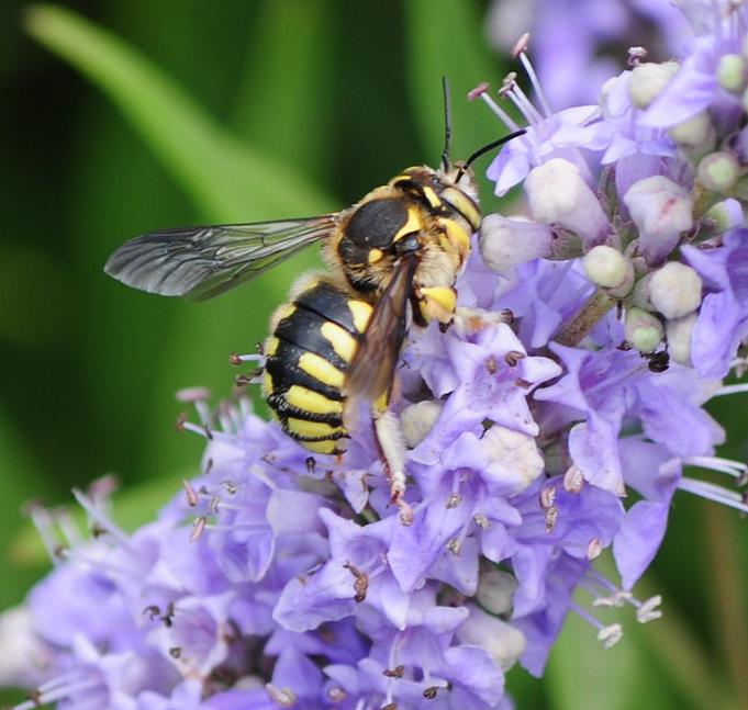 Vitex agnus-castus - Árvore da Castidade, Flor da Castidade, Vitex Agno-Casto