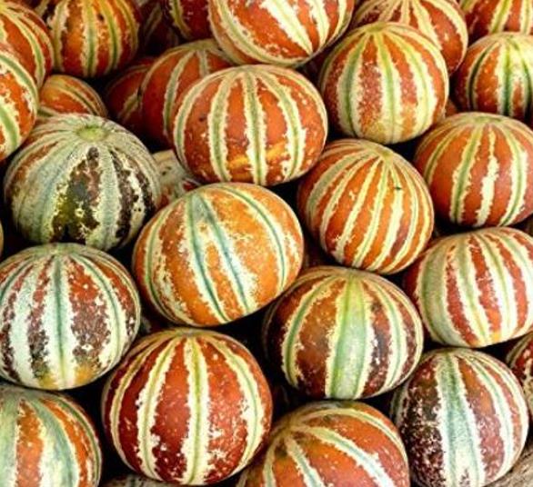Cucumis melo Kajari (C.O) - Melão Kajari, Melão Mel, Honeydew Melon