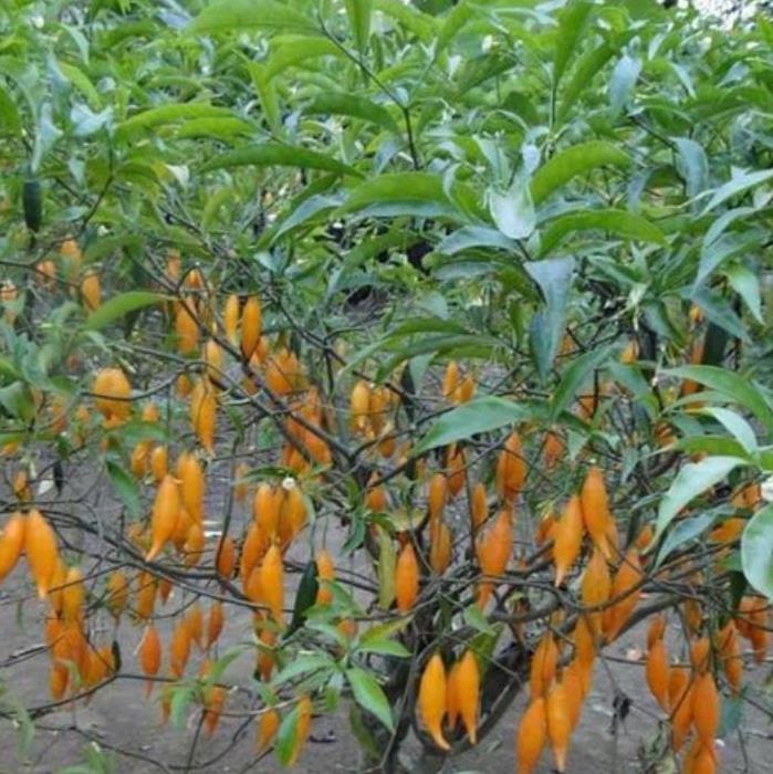 Tabernanthe iboga (Muda) - Iboga, Árvore da Sabedoria, Árvore do Conhecimento, Ibogaina