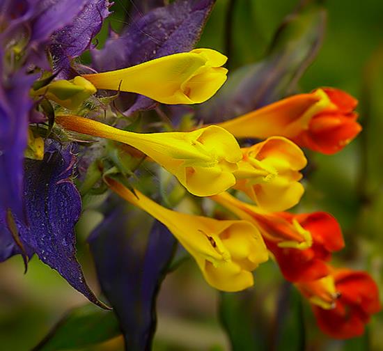 Melampyrum nemorosum -  Flor Dia e Noite, Bandeira Sueca , Night and Day