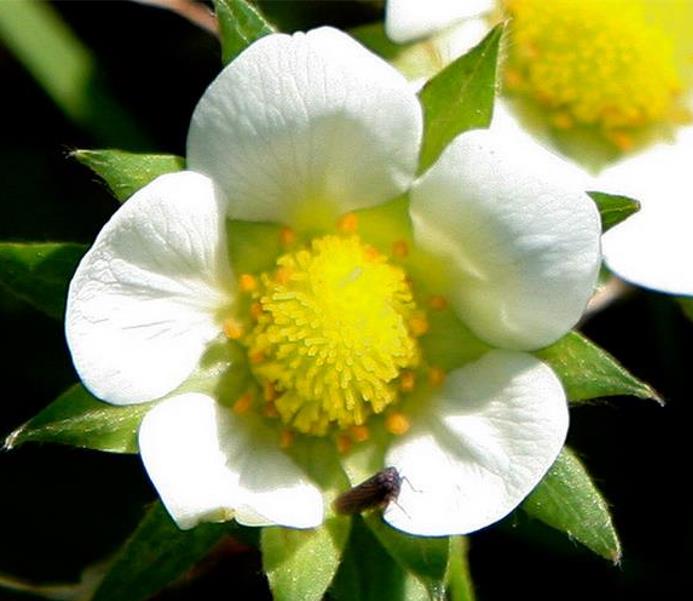 Fragaria vesca 'White Soul' - Morango Alma Branca, Morango Branco, Morango Abacaxi, Pineberry