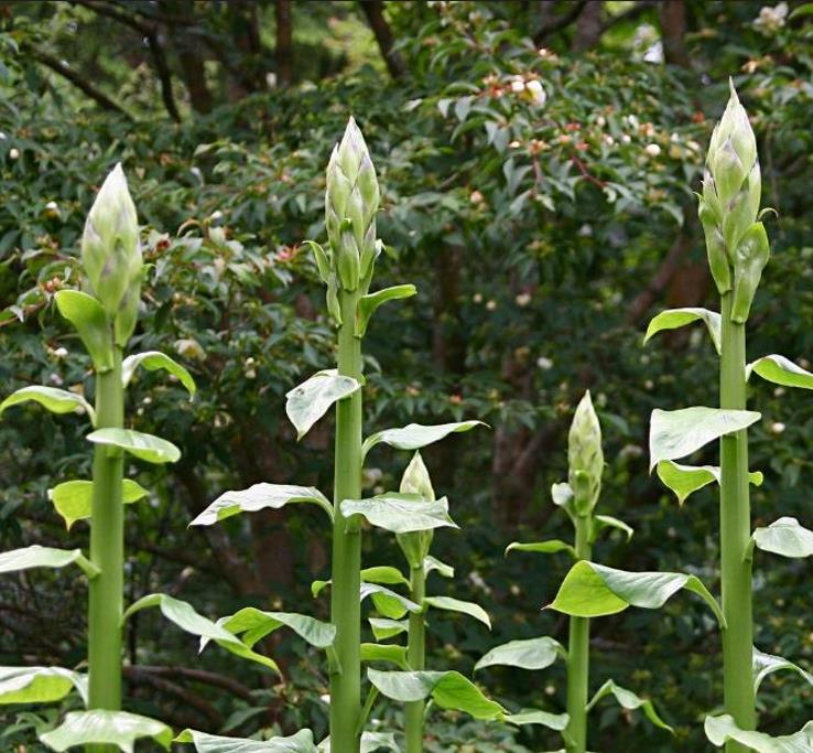 Cardiocrinum giganteum - Lírio Gigante do Himalaia, Lírio Gigante, Cardiocrino Gigante
