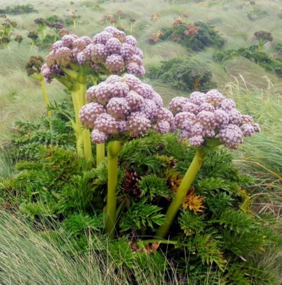 Anisotome latifolia - Cenoura de Campbell, Campbell carrot, Mega-Ervas - Megaherbs