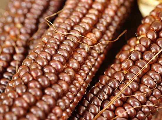 Zea Mays Osage Brown (Certificação Orgânica) - Milho Chocolate do Povo Osage, Milho chocolate