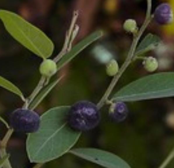 Phyllanthus reticulatus (Kirganelia reticulata) - Groselha da África, Planta da Batata Assada, Arbusto Batata Assada, Ro