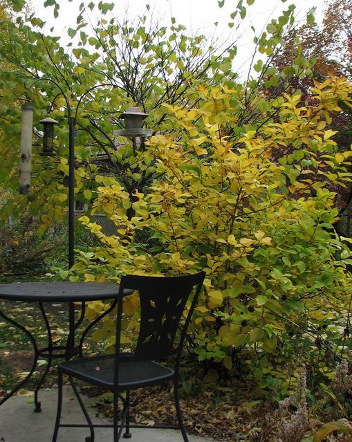 Calycanthus floridus - Carolina pimenta da Jamaica, Arbusto abacaxi, Arbusto morango, Arbusto doce