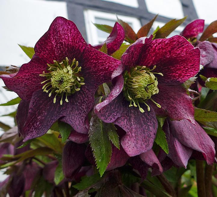 Helleborus x hybridus (Mix) - Rosa Quaresmal Mix, Flor de Cristo Mix, Rosa de Natal Mix, Heléboro Mix