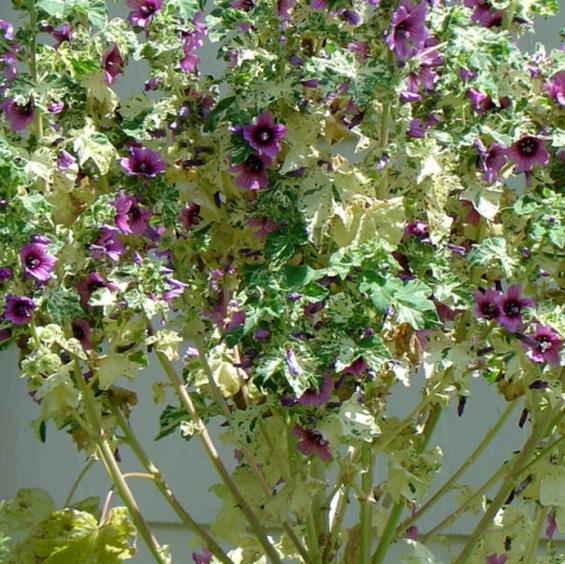 Lavatera arborea Variegata - Flor do Bispo, Lavaterra. Malva Real Arbórea, Lavatera Variegata