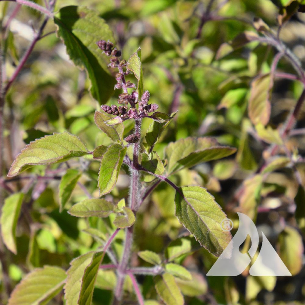 Ocimum tenuiflorum - Manjericão Sagrado, Manjericão-Santo, Tulsi