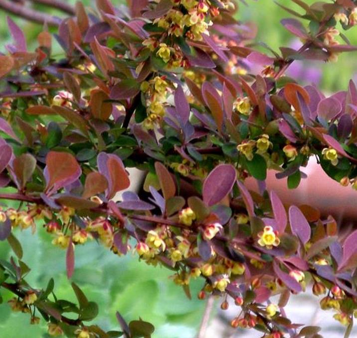 Berberis thunbergii Atropurpurea - Berberis Atropurpurea, Bérbere Japonês, Uva do Japão, Uva dos Jardins