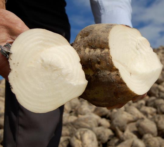 Beta Vulgaris Var. Saccharifera - Beterraba açucareira, beterraba sacarina, sugar beet, betterave