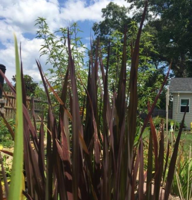 Oryza sativa Black madras  - Arroz ornamental  comestível Black madras, arroz Chartreuse (comestível)