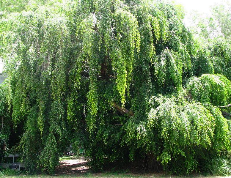 Ficus benjamina - Figueira Benjamim, Figo Chorão, Weeping Fig