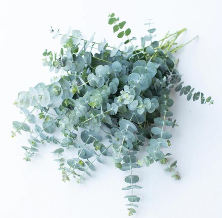 Eucalyptus pulverulenta 'Baby Blue' - Eucalipto Baby Blue, Eucalipto dos Floristas, Eucalipto Prata da Montanha