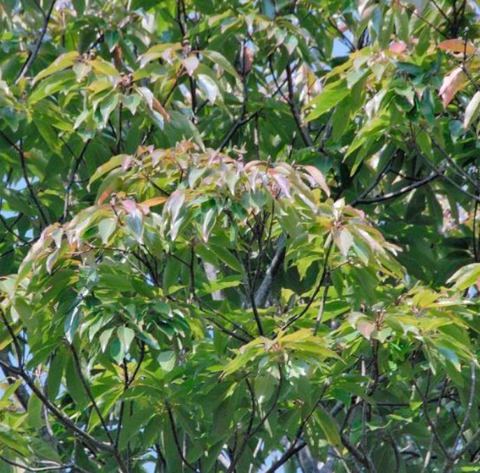 Schima superba - Planta do Chá, Árvore do Mel Schima, Needlewood