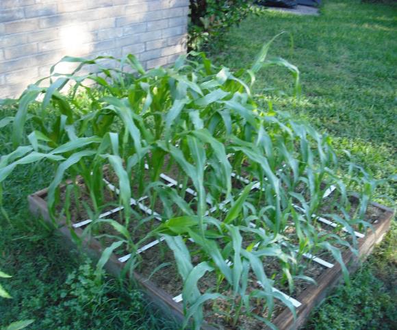 Zea mays Art Verell's (C.O) - Milho Doce Art Verell's