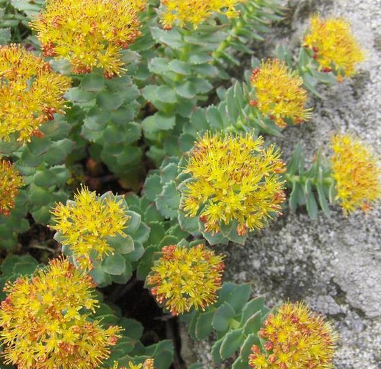 Rhodiola rosea - Raiz de Ouro, Rhodiola, Raiz Dourada, Raiz do Ártico, Roseroot, Golden Root