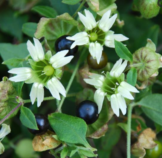 Cucubalus baccifer - Cereja cucubalo, Berry catchfly, Grass cucco, Cucubalo