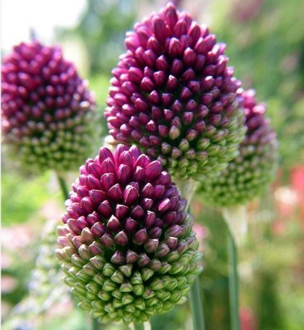Allium sphaerocephalon - Alho Porró Flor Ornamental Comestível