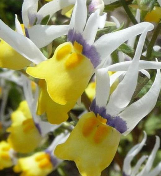 Nemesia cheiranthus Mascarade - Arlequim mascarado, Jóia do cabo mascarado, Nemésia mascarada, Baile de máscaras