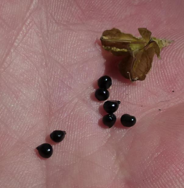 Hyacinthoides non-scripta - Bluebells, Sino das Estrelas, Sino das Fadas, Flor de Fadas, Jacinto Selvagem En